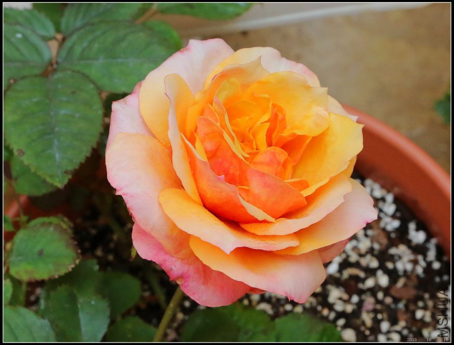 2015101603.jpg