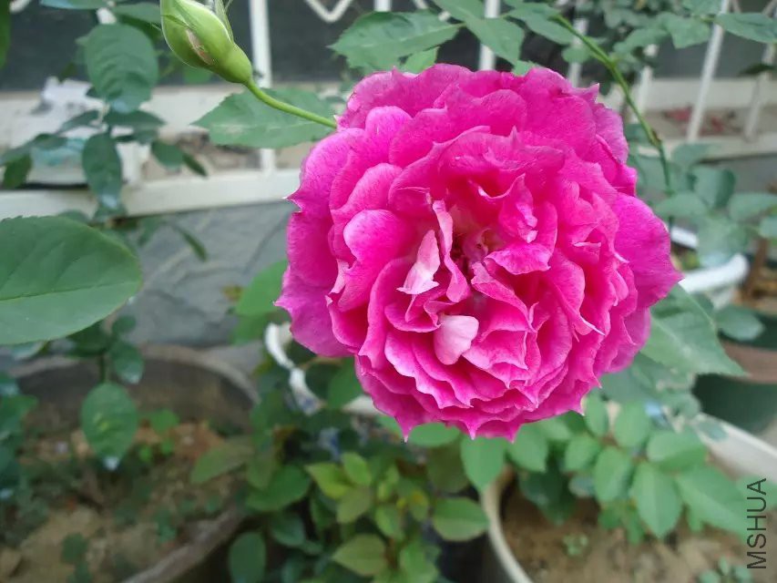 psb (8).jpg