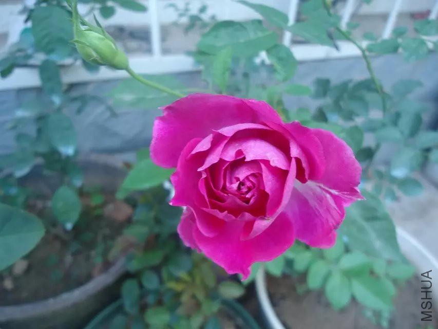 psb (9).jpg