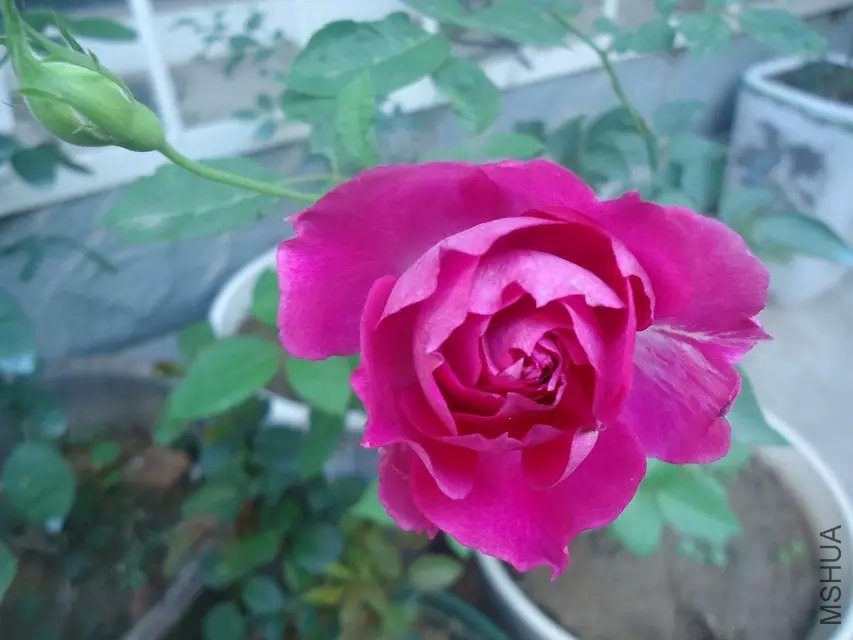 psb (11).jpg