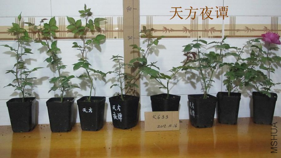 �췽ҹ̷2.JPG