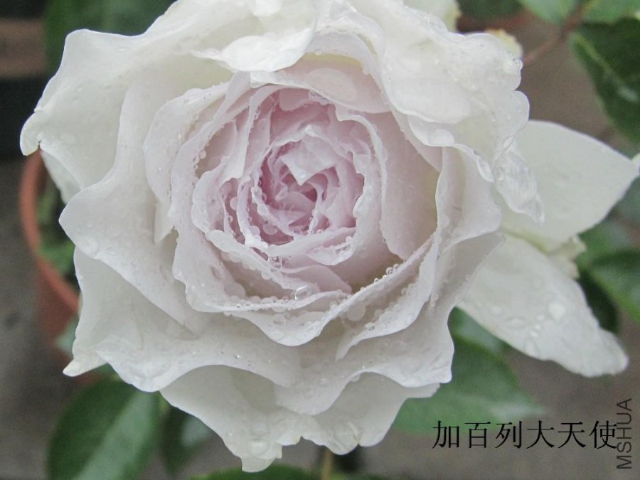 �Ӱ��д���ʹ.JPG