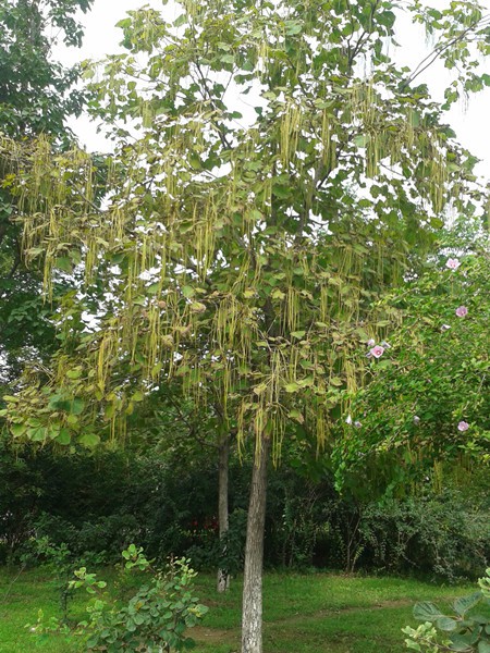 2015-09-05 11.33.27_����.jpg