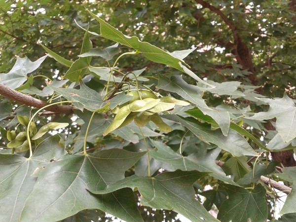 2015-09-05 10.39.48_����.jpg