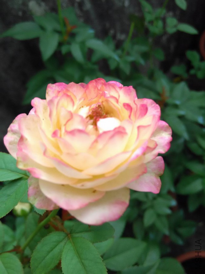 IMG_20151009_090436_750x1000.jpg