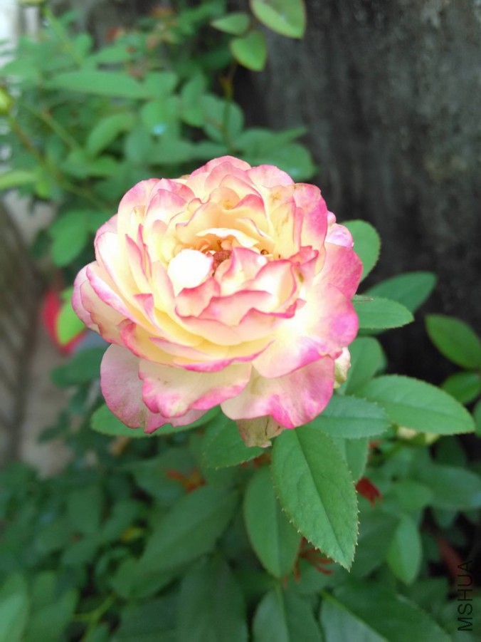 IMG_20151009_090443(1)_750x1000.jpg