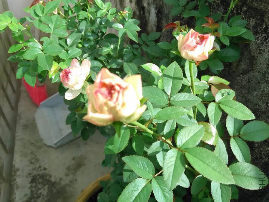 IMG_20151009_090614_1000x750.jpg