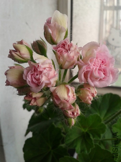 2015-03-20 13.34.09_����.jpg