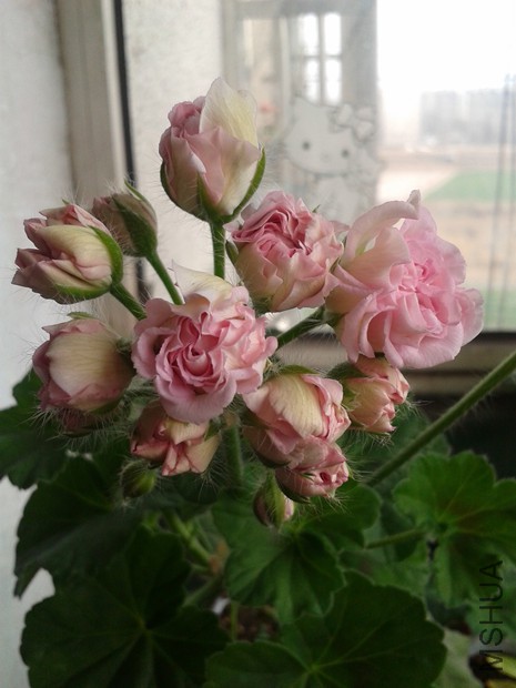 2015-03-20 13.34.21_����.jpg