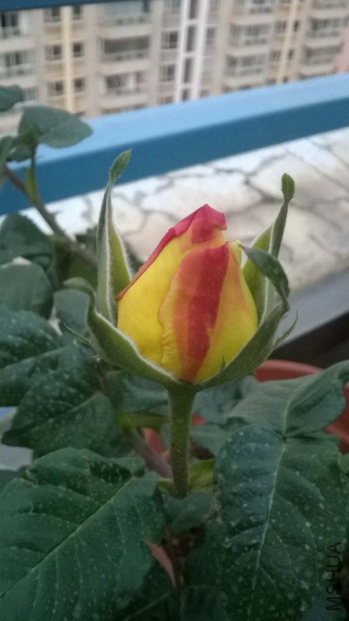 WP_20150323_004_����.jpg