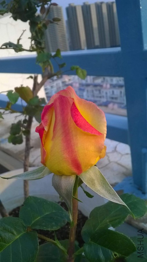 WP_20150325_004_����.jpg