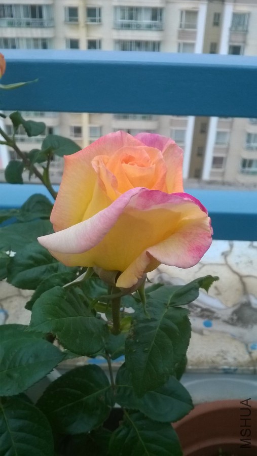 WP_20150327_001_����.jpg