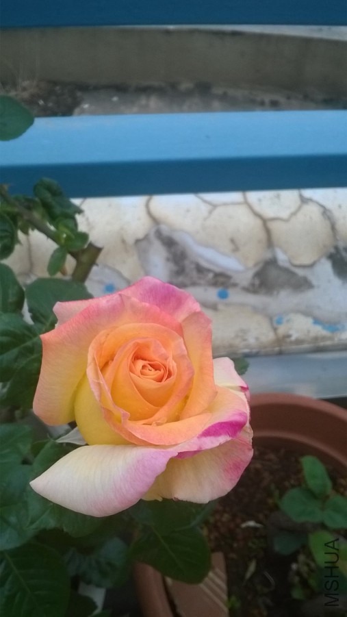 WP_20150327_003_����.jpg