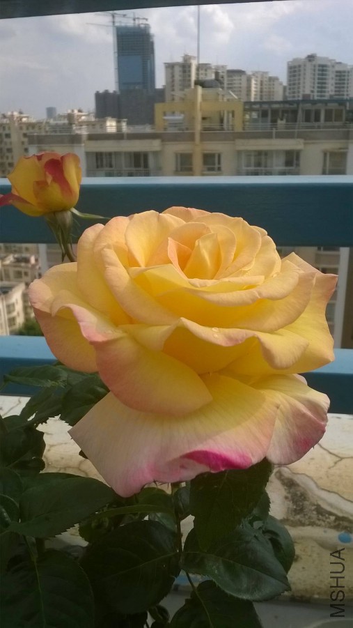 WP_20150327_012_����.jpg