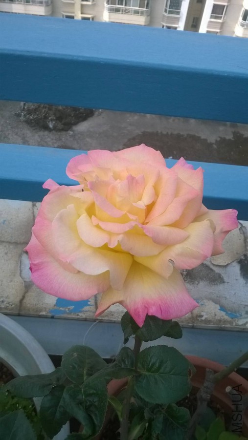 WP_20150329_001_����.jpg