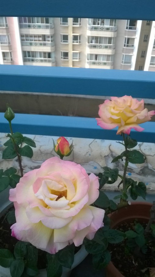 WP_20150329_003_����.jpg