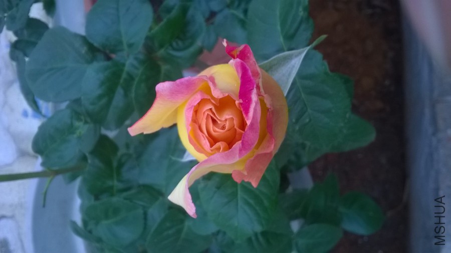 WP_20150326_001_����.jpg