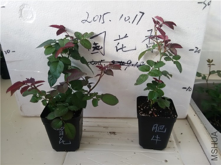 ѩ����ţ��150����128