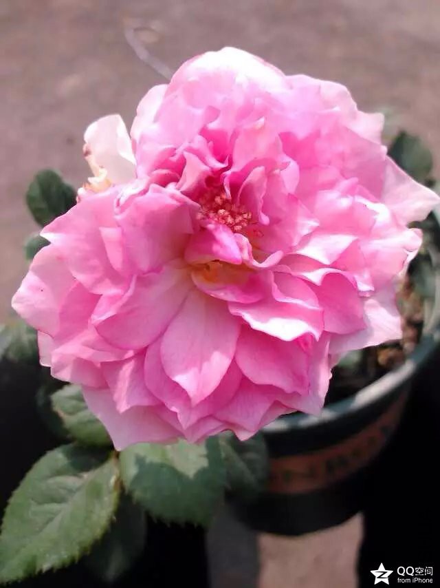 B0U8UOCAFMYY7OCASGNCUYCA96B6N9CAC7BQMNCABPOR2SCA106L8ACAMDC4Y9CA58IA6NCASMJBFYCA.jpg