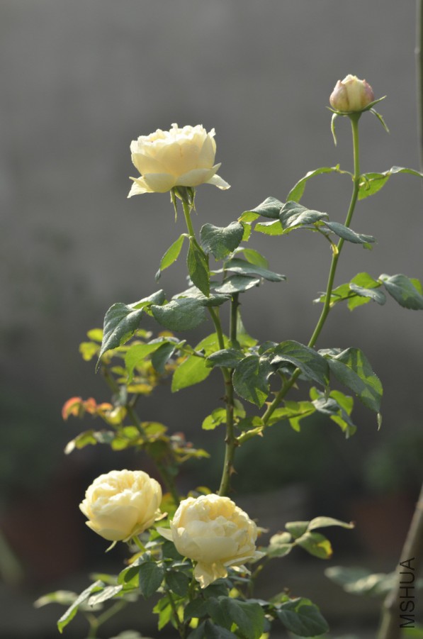 _DSC8996.JPG