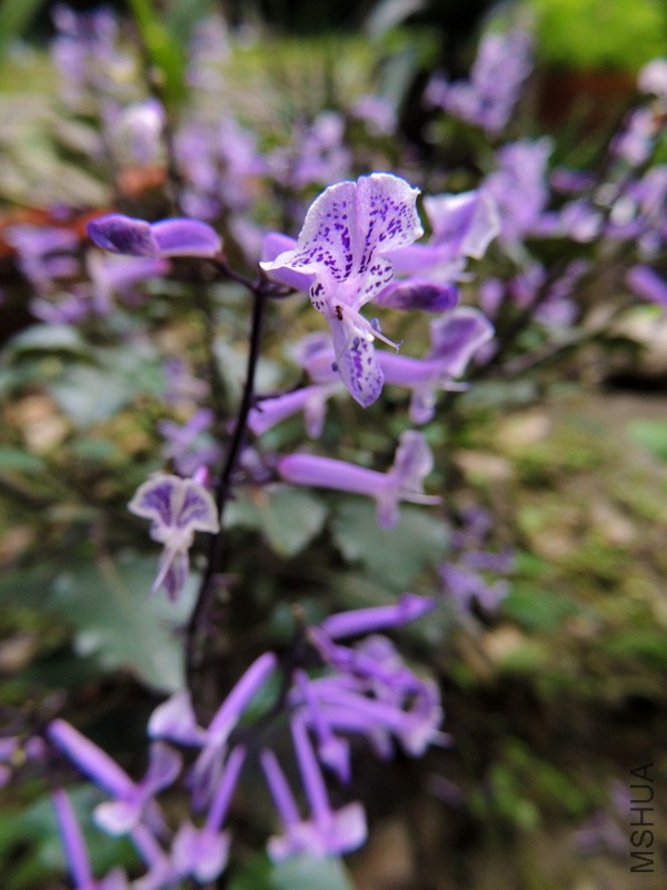 DSCN0229.JPG