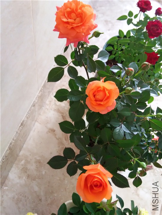 ������̨ Pretty ����