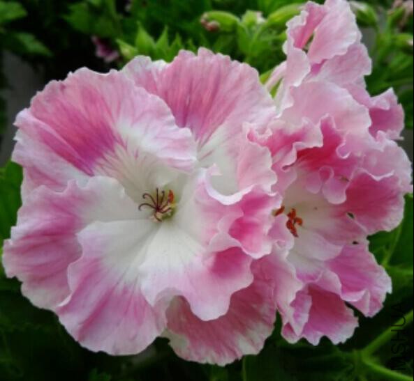 QQ��ͼ20151016215458.jpg