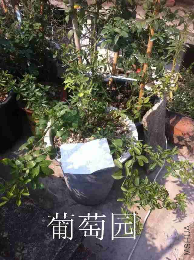 psb (3)_����.jpg