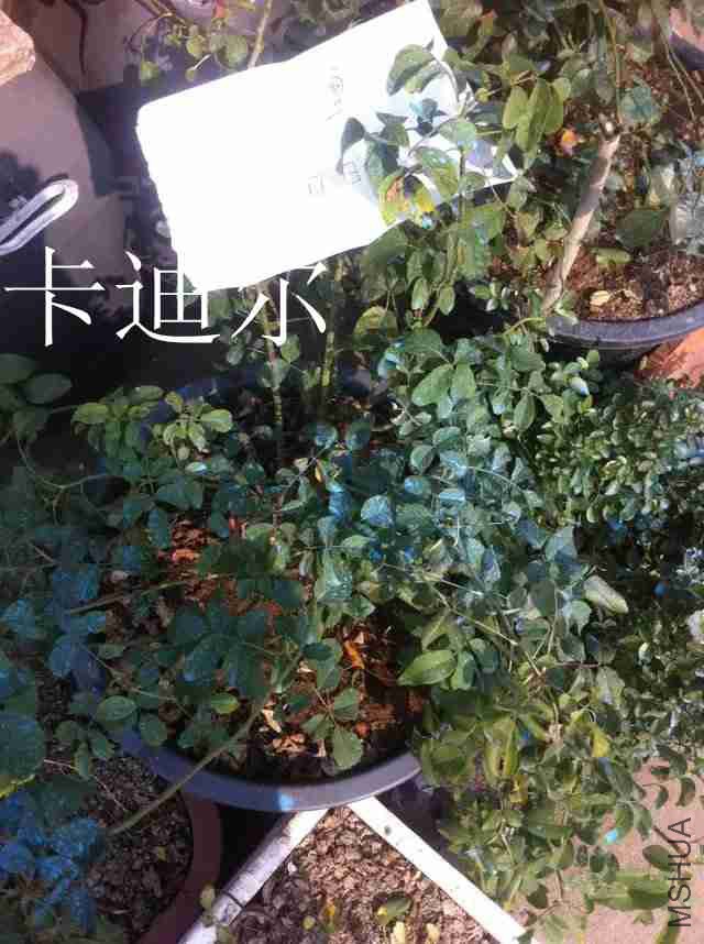 psb (5)_����.jpg