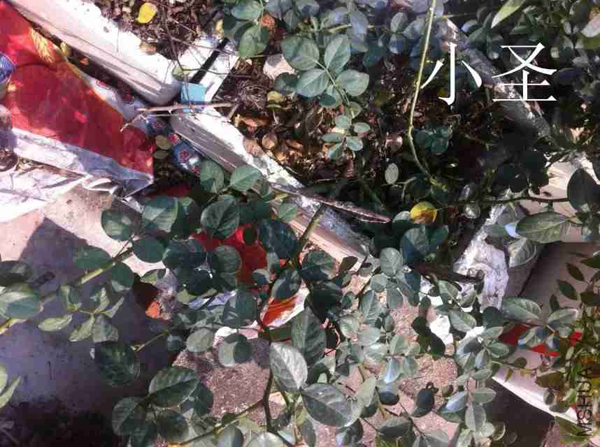psb (6)_����.jpg