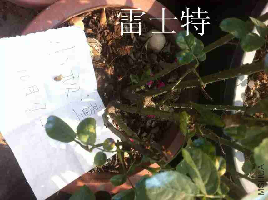psb (10)_����.jpg