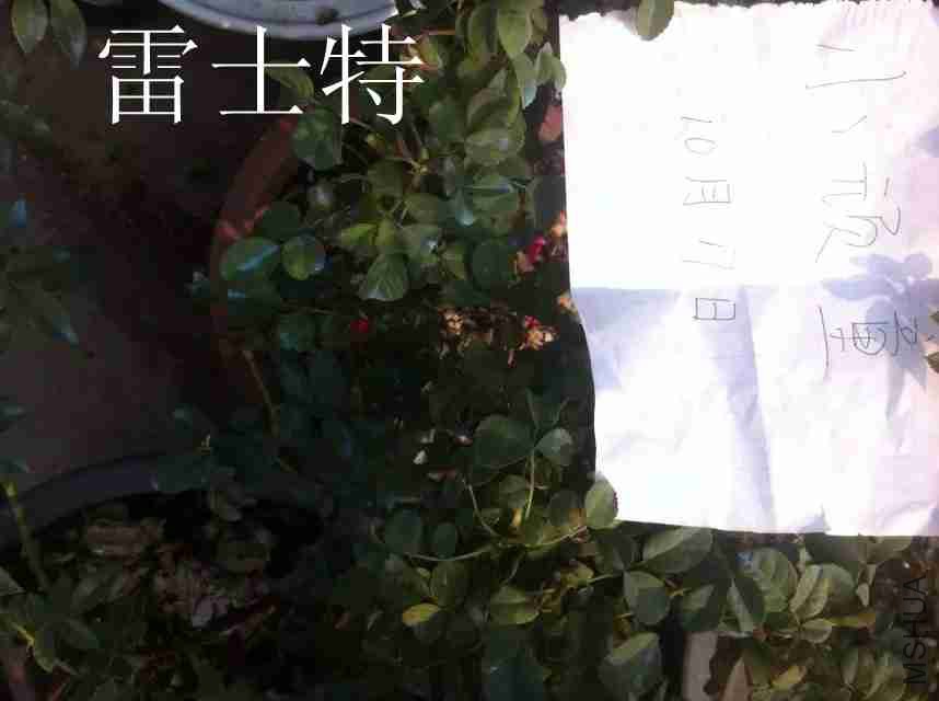 psb (11)_����.jpg