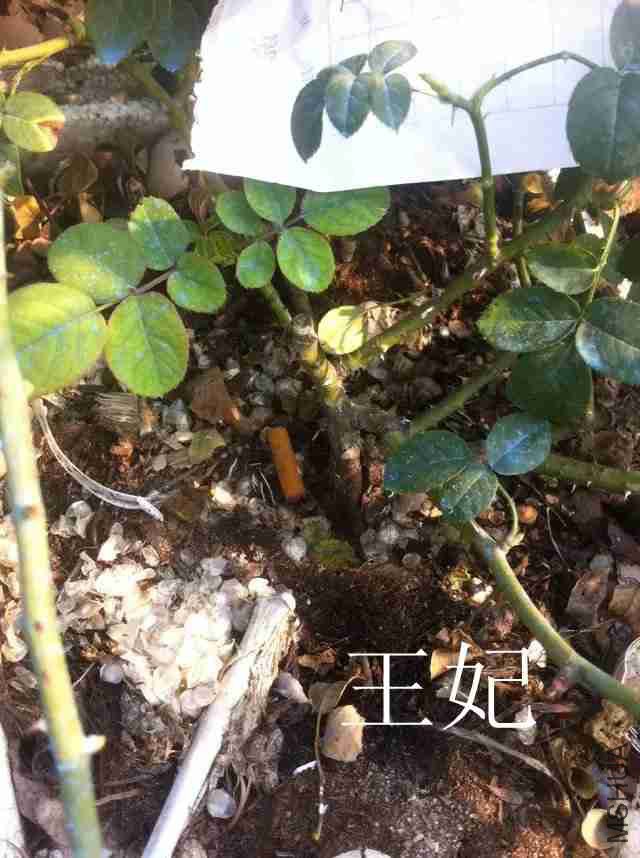 psb (13)_����.jpg