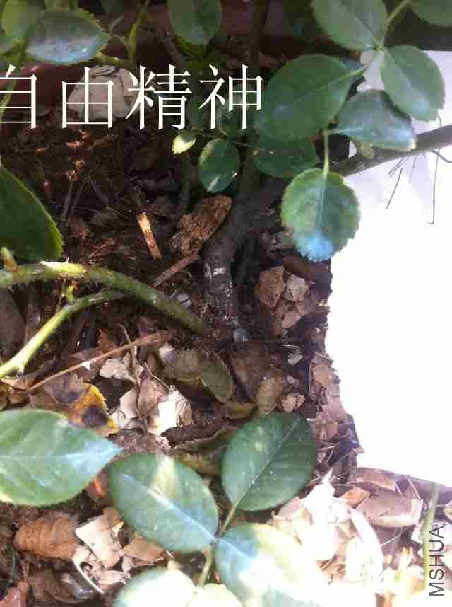 psb (14)_����.jpg