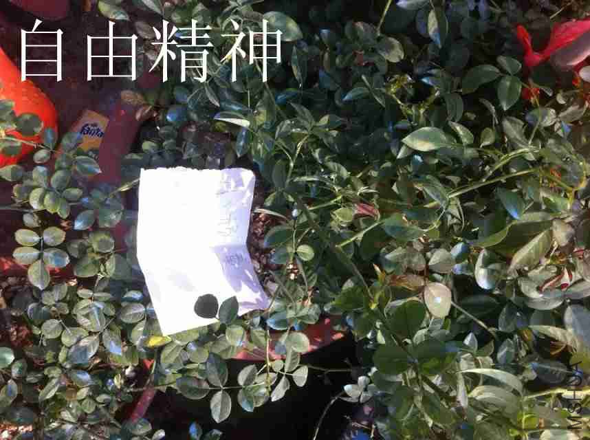 psb (15)_����.jpg