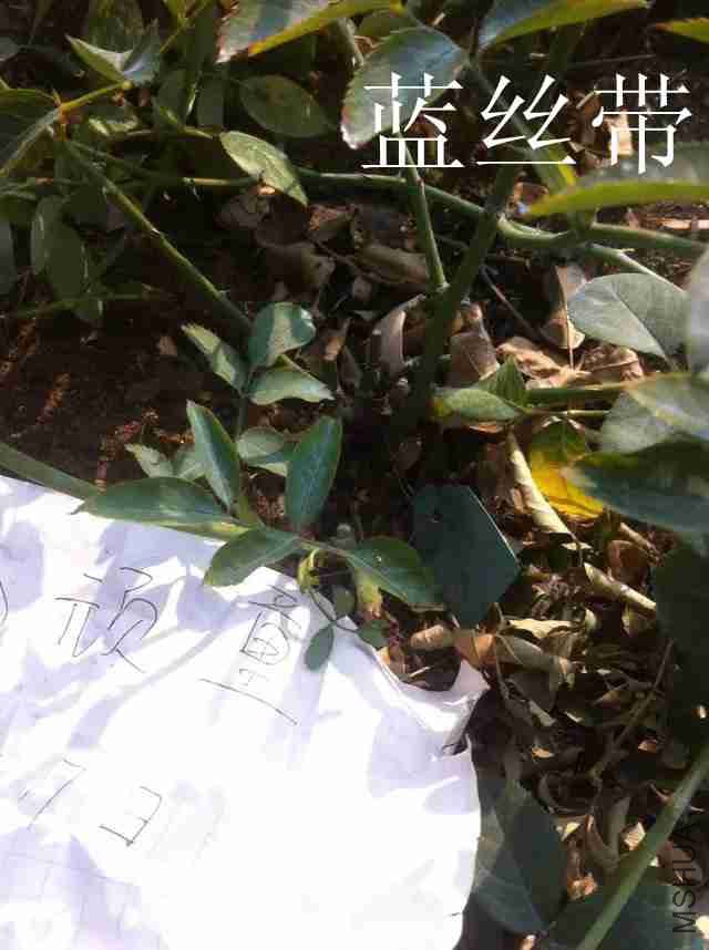 psb (16)_����.jpg