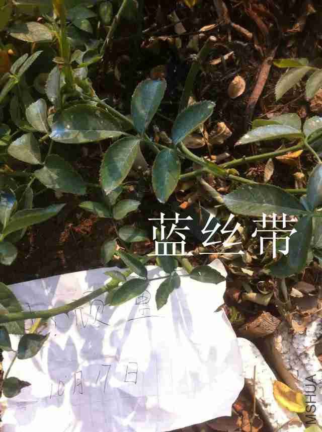 psb (18)_����.jpg