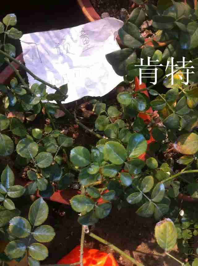 psb (19)_����.jpg
