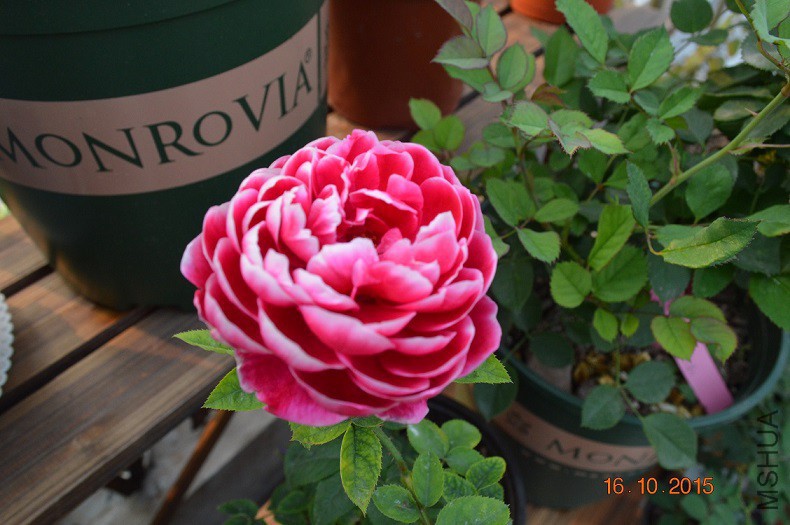 DSC_0012.JPG