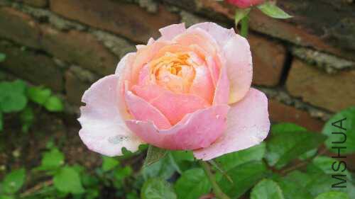 IMGP1765.JPG