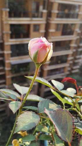 IMG_20151017_170035.jpg
