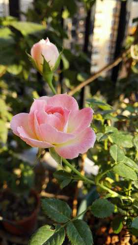 IMG_20151017_165758.jpg