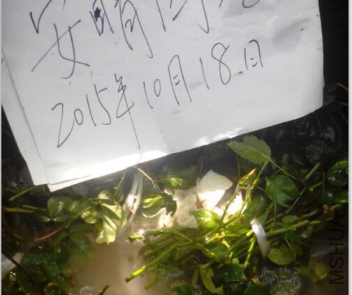 ֦��6���ڶ������Һ��.jpg
