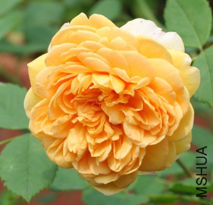 130306syz5bugzcqnl5l5y.jpg