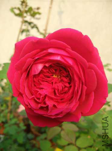 IMG_20151017_084955.jpg