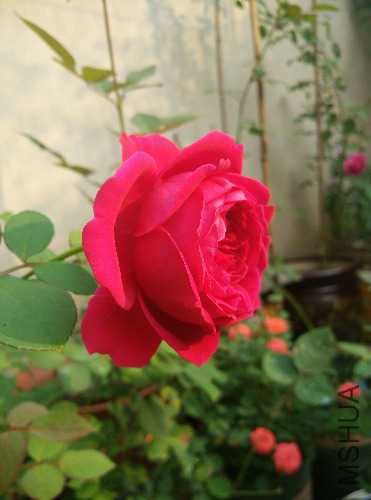IMG_20151017_084811.jpg