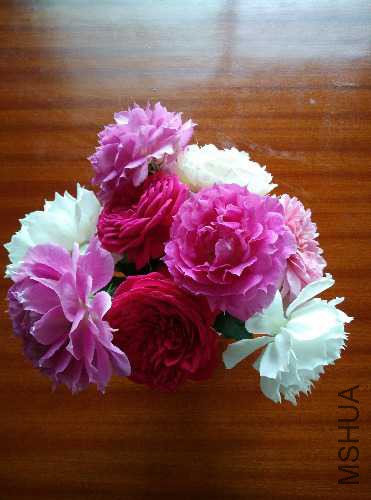 IMG_20151017_132547.jpg