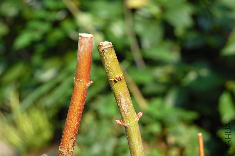 DSC_72530008.JPG