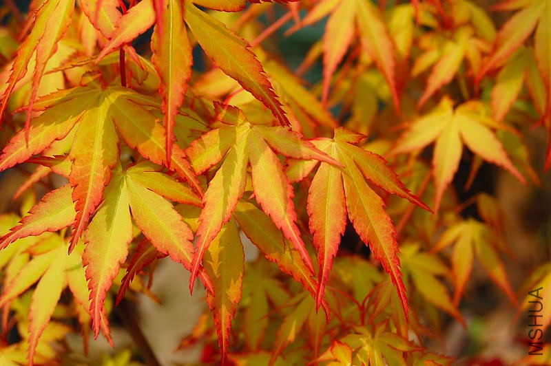 DSC_04100410.JPG