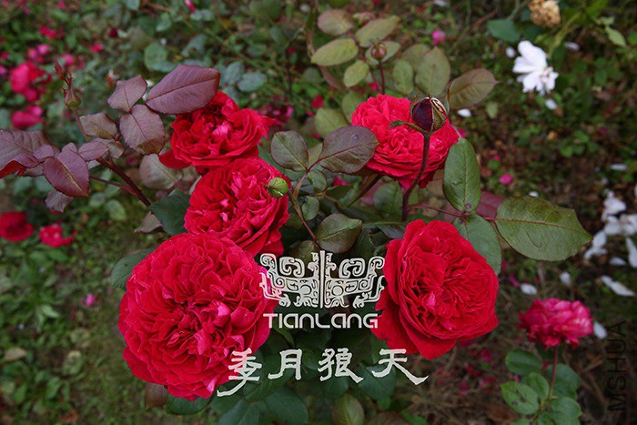 �ʼ���֬Ⱥ��